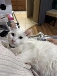 Lost Female Cat last seen Unser and molten rock in montecito ests , Albuquerque, NM 87120