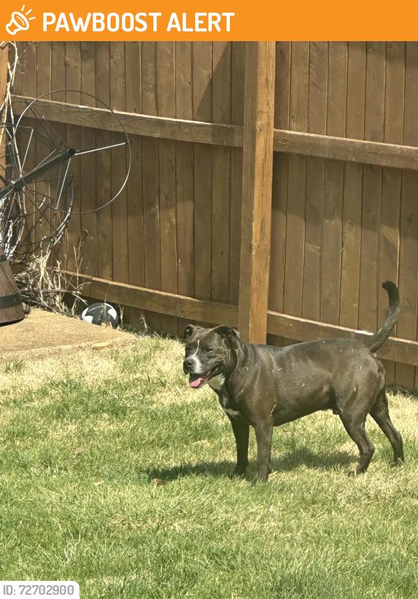 Found/Stray Male Dog last seen Ronnie’s Plaza, Baptist Church Road, Concord Township, MO 63126