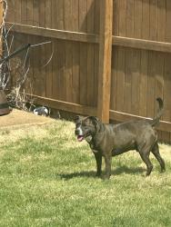 Found/Stray Male Dog last seen Ronnie’s Plaza, Baptist Church Road, Concord Township, MO 63126