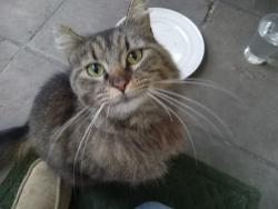 Found/Stray Unknown Cat last seen 19th street, San Francisco, CA 94107