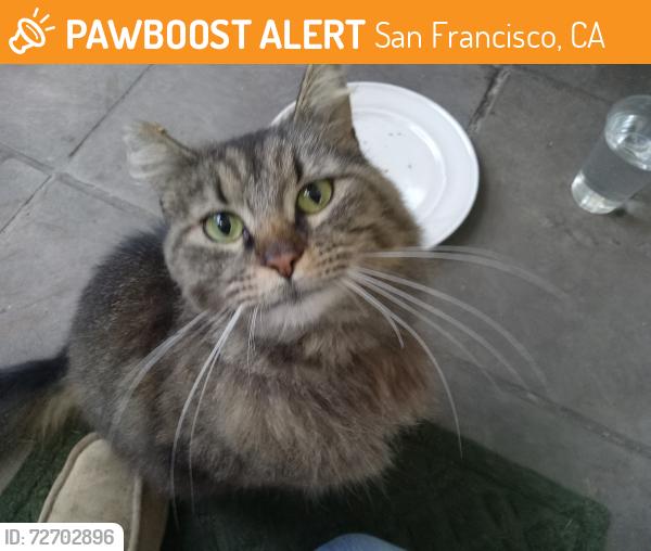 Found/Stray Unknown Cat last seen 19th street, San Francisco, CA 94107