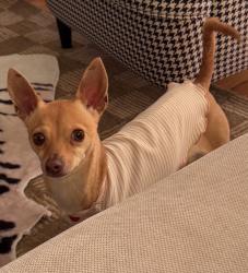 Lost Female Dog last seen Daffodil way manteca, Manteca, CA 95336