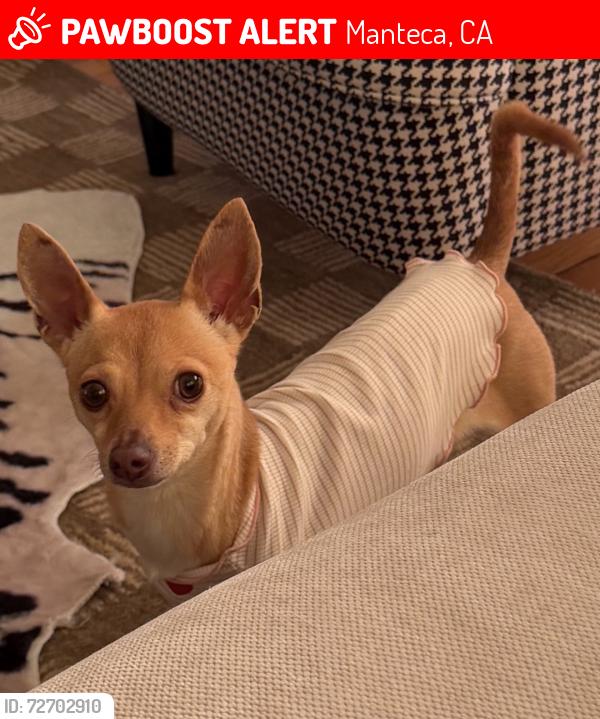 Lost Female Dog last seen Daffodil way manteca, Manteca, CA 95336