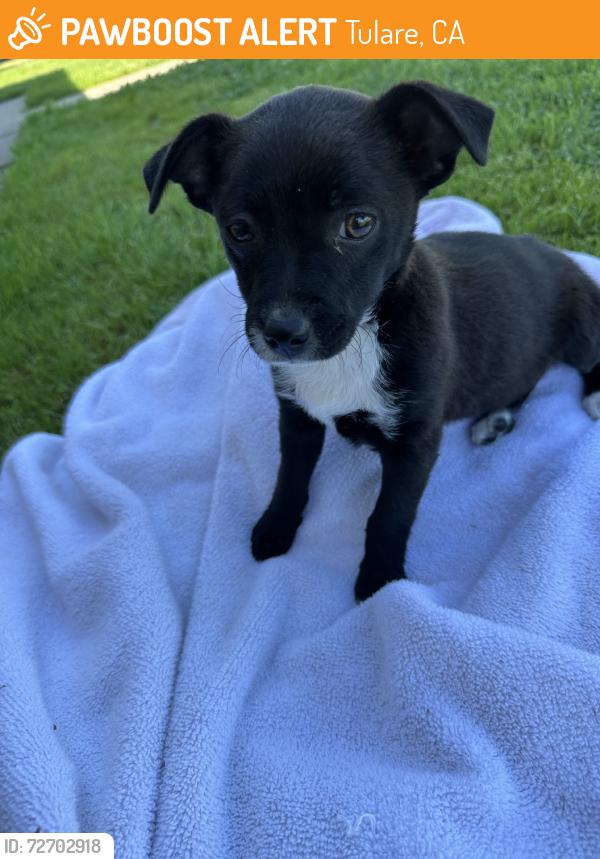 Found/Stray Female Dog last seen Sonora Ave Tulare, Tulare, CA 93274