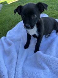 Found/Stray Female Dog last seen Sonora Ave Tulare, Tulare, CA 93274