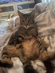 Lost Male Cat last seen Cathedral park apmts by pier park, Portland, OR 97203