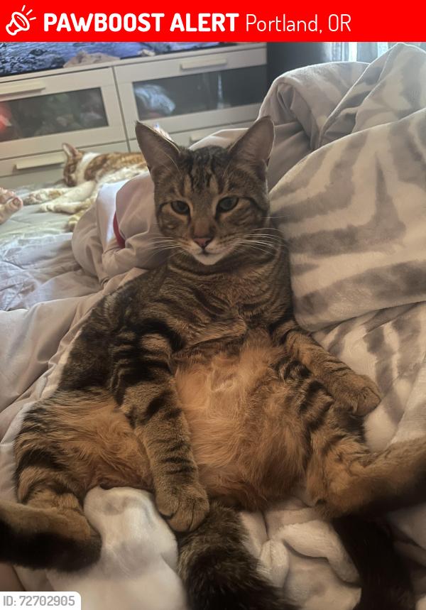 Lost Male Cat last seen Cathedral park apmts by pier park, Portland, OR 97203