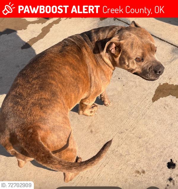 Lost Female Dog last seen Hwy 48 Mannford , Mannford, OK 74044