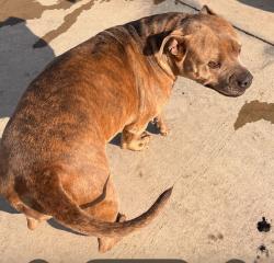 Lost Female Dog last seen Hwy 48 Mannford , Mannford, OK 74044