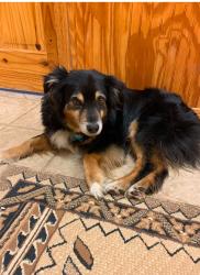 Lost Male Dog last seen Old Betsy Rd and CR 807 Egan area. , Cleburne, TX 76031