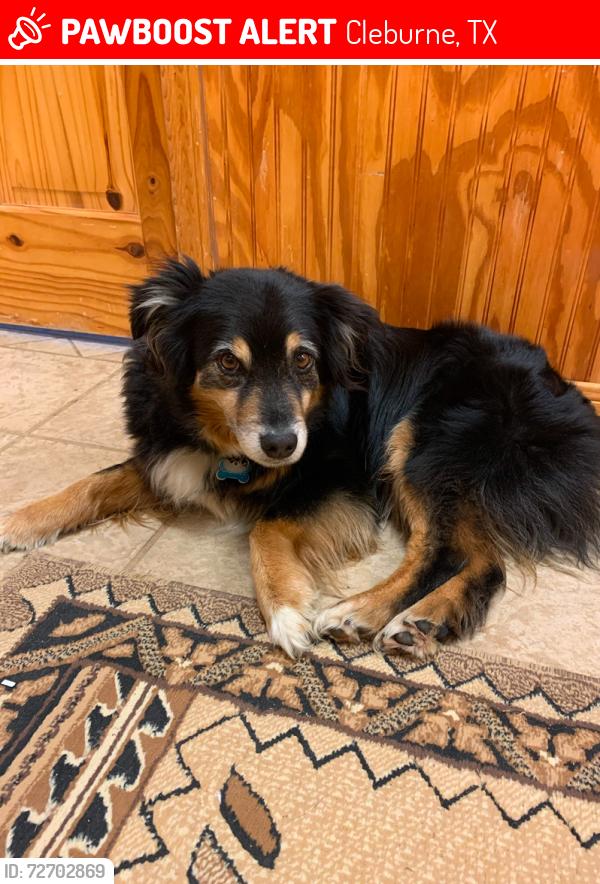 Lost Male Dog last seen Old Betsy Rd and CR 807 Egan area. , Cleburne, TX 76031