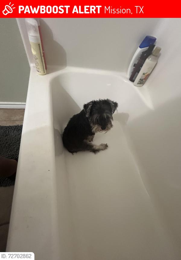 Lost Male Dog last seen Los Ebanos rd, Mission, TX 78574