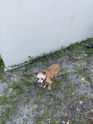 Found/Stray Female Dog last seen North perry, Pembroke Pines, FL 33023