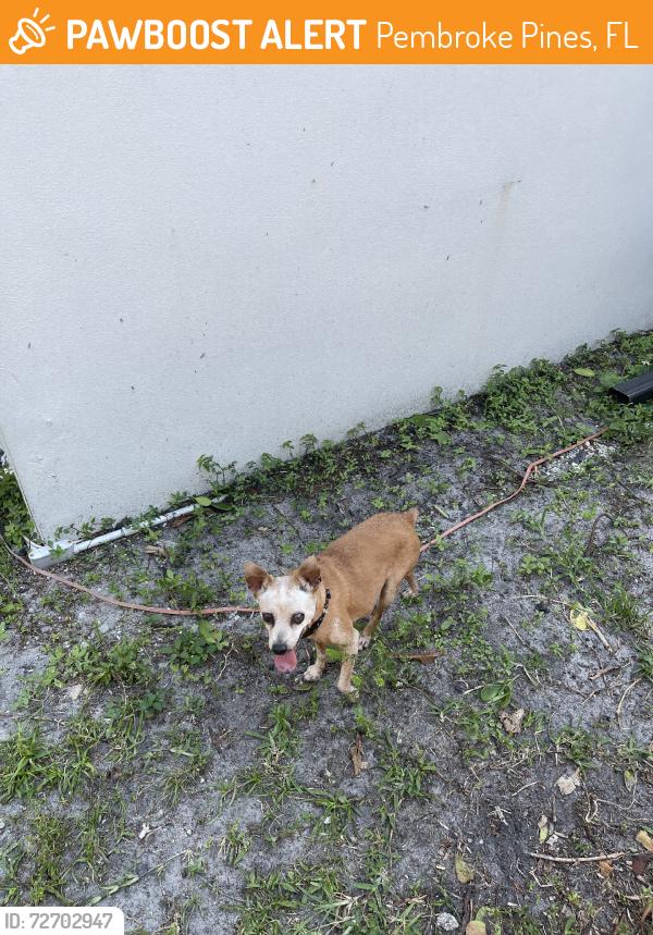 Found/Stray Female Dog last seen North perry, Pembroke Pines, FL 33023
