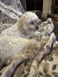 Lost Female Dog last seen Petco, Atwater, CA 95301