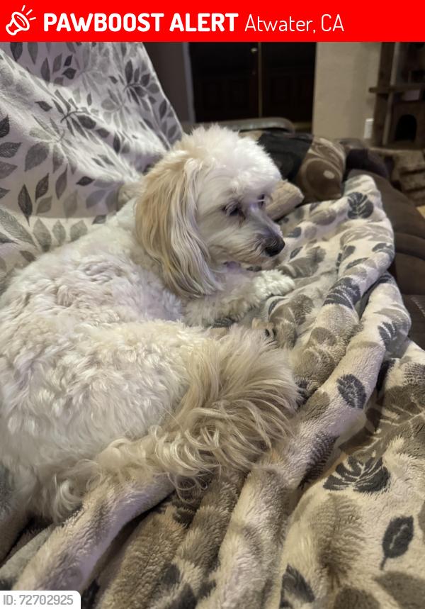 Lost Female Dog last seen Petco, Atwater, CA 95301
