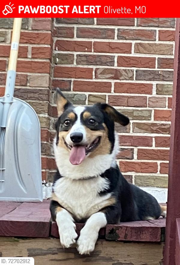 Lost Female Dog last seen Near Alice place road, Olivette, MO 63132