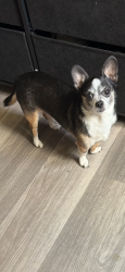 Lost Male Dog last seen Nova Ridge apmts , Charlotte, NC 28208