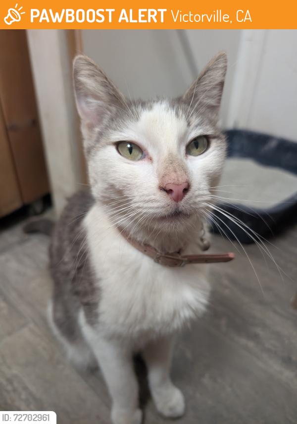 Found/Stray Female Cat last seen Jersey mikes, Victorville, CA 92392