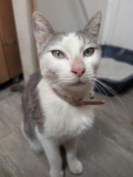 Found/Stray Female Cat last seen Jersey mikes, Victorville, CA 92392