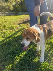Found/Stray Male Dog last seen La Canada Blvd , La Cañada Flintridge, CA 91011