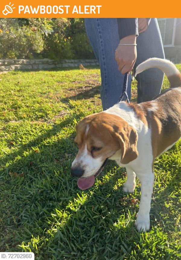 Found/Stray Male Dog last seen La Canada Blvd , La Cañada Flintridge, CA 91011
