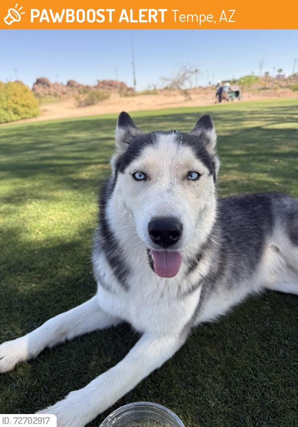 Found/Stray Unknown Dog last seen Curry/Mill, Tempe, AZ 85288