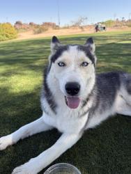 Found/Stray Unknown Dog last seen Curry/Mill, Tempe, AZ 85288