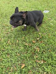 Found/Stray Male Dog last seen Near Britten Drive, Kissimmee, FL 34758