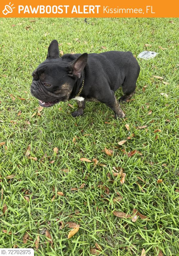 Found/Stray Male Dog last seen Near Britten Drive, Kissimmee, FL 34758