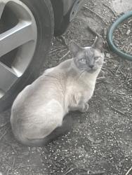 Found/Stray Male Cat last seen Millwood & University, Wichita, KS 67213