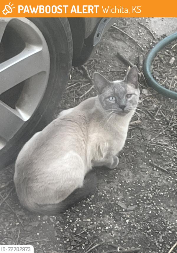 Found/Stray Male Cat last seen Millwood & University, Wichita, KS 67213