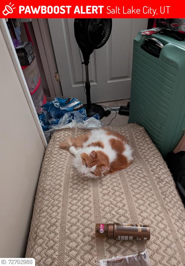 Lost Male Cat last seen 1300W and 1100N, Salt Lake City, UT 84116