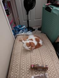 Lost Male Cat last seen 1300W and 1100N, Salt Lake City, UT 84116
