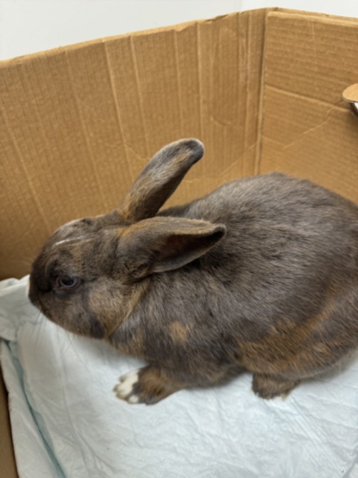 Shelter Stray Male Other last seen , Los Angeles, CA 90025