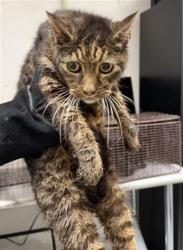 Shelter Stray Male Cat last seen E ENNIS ST & S WASHINGTON AVE, SAN BERNARDINO, CA, 92408, San Bernardino, CA 92401