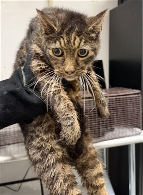 Shelter Stray Male Cat last seen E ENNIS ST & S WASHINGTON AVE, SAN BERNARDINO, CA, 92408, San Bernardino, CA 92401