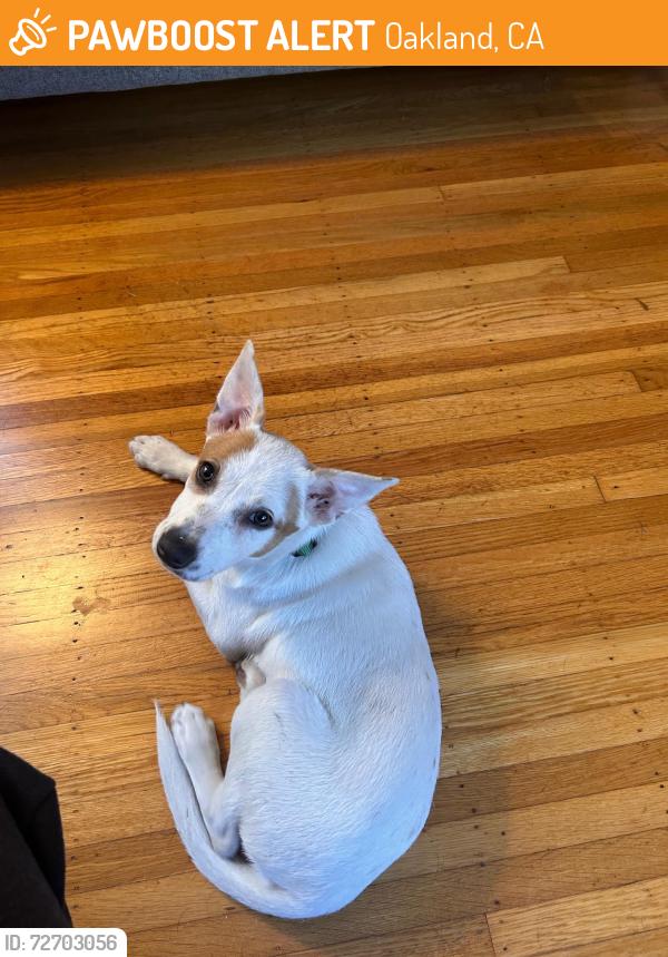 Found/Stray Unknown Dog last seen Linda Avenue, Oakland, CA 94611