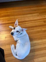 Found/Stray Unknown Dog last seen Linda Avenue, Oakland, CA 94611