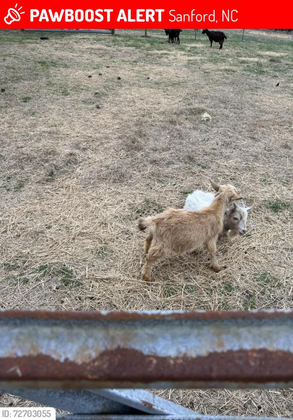 Lost Female Other last seen Swann station road/ buchanan auto salvage, Sanford, NC 27332