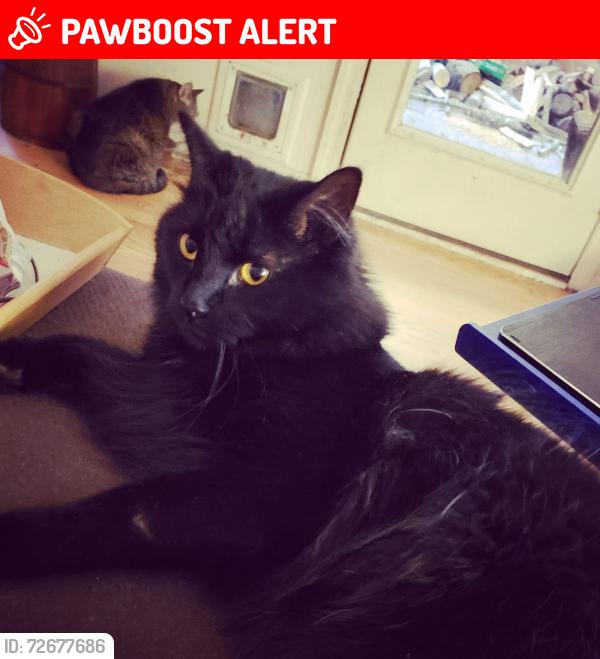 Lost Male Cat last seen Covington Dr and Dorchester Rd, North Charleston, SC 29418