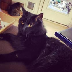 Lost Male Cat last seen Covington Dr and Dorchester Rd, North Charleston, SC 29418