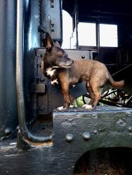 Lost Female Dog last seen Scenic  ,and the cemetery , Modesto, CA 95354