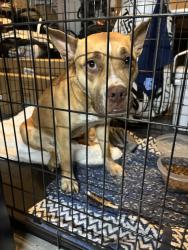 Found/Stray Female Dog last seen Buck Rowland Road - 1 mile from Willow Spring High School Fuquay , Fuquay-Varina, NC 27526