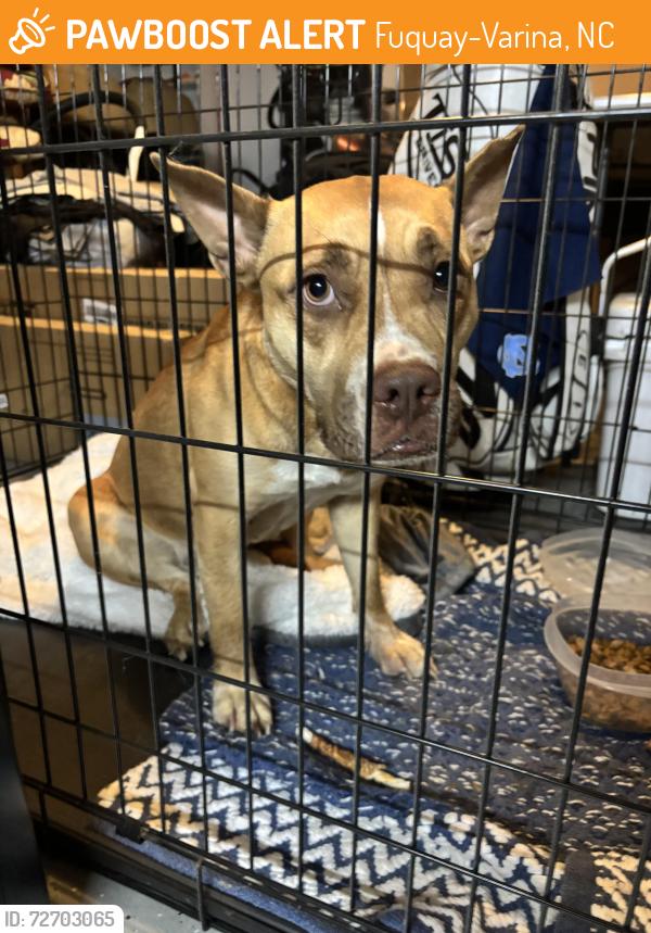 Found/Stray Female Dog last seen Buck Rowland Road - 1 mile from Willow Spring High School Fuquay , Fuquay-Varina, NC 27526