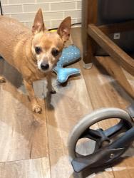Lost Male Dog last seen Storage , Mesa, AZ 85213