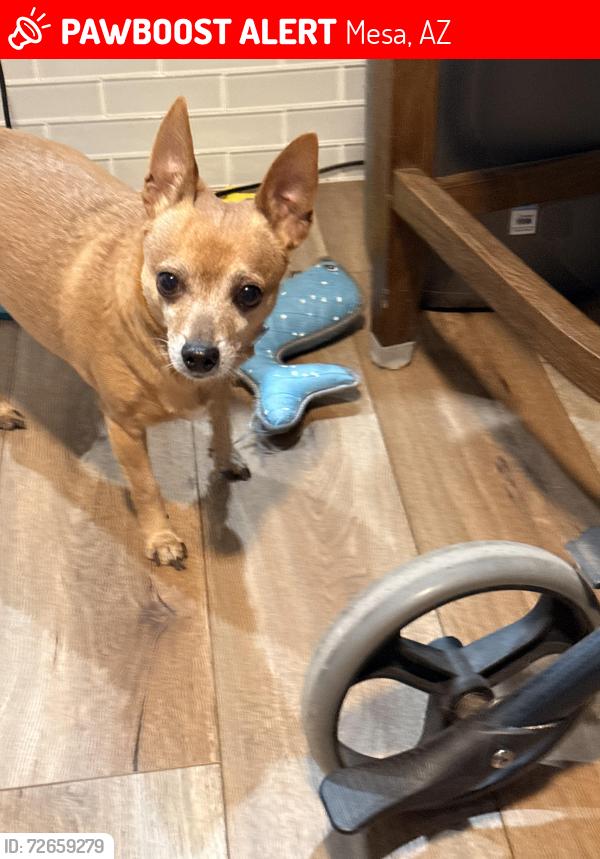 Lost Male Dog last seen Storage , Mesa, AZ 85213