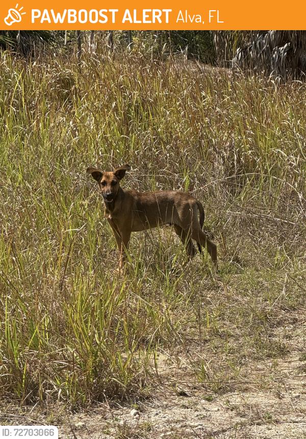 Found/Stray Male Dog last seen Right on the curb of 23rd street in Alva, on Wellington road right where I marked. , Alva, FL 33920