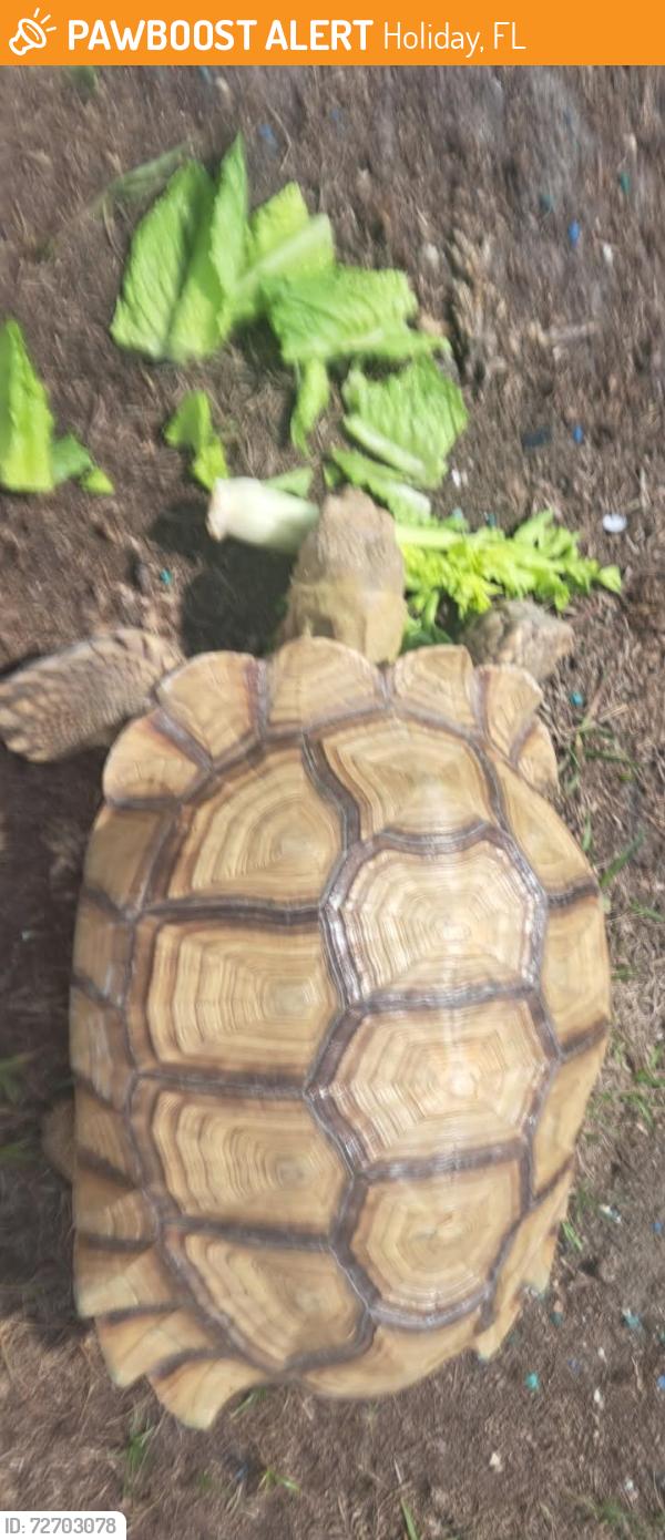 Found/Stray Unknown Reptile last seen Mirage Ave. in Holiday , Holiday, FL 34690