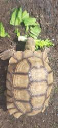 Found/Stray Unknown Reptile last seen Mirage Ave. in Holiday , Holiday, FL 34690